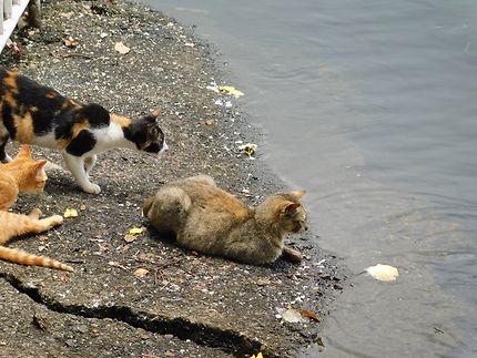 Chats et poissons et sur l'Île Maurice
