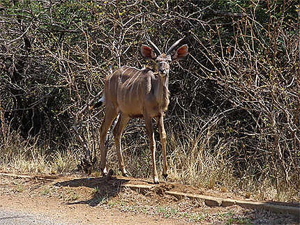 Kudu femelle près du parc national de Kruger