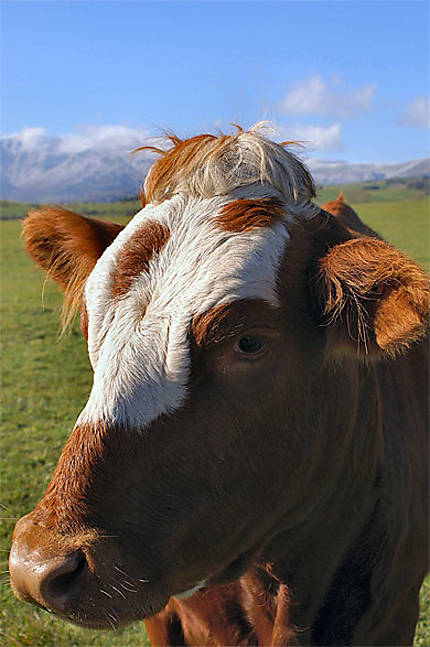 Portrait de vache auvergnate