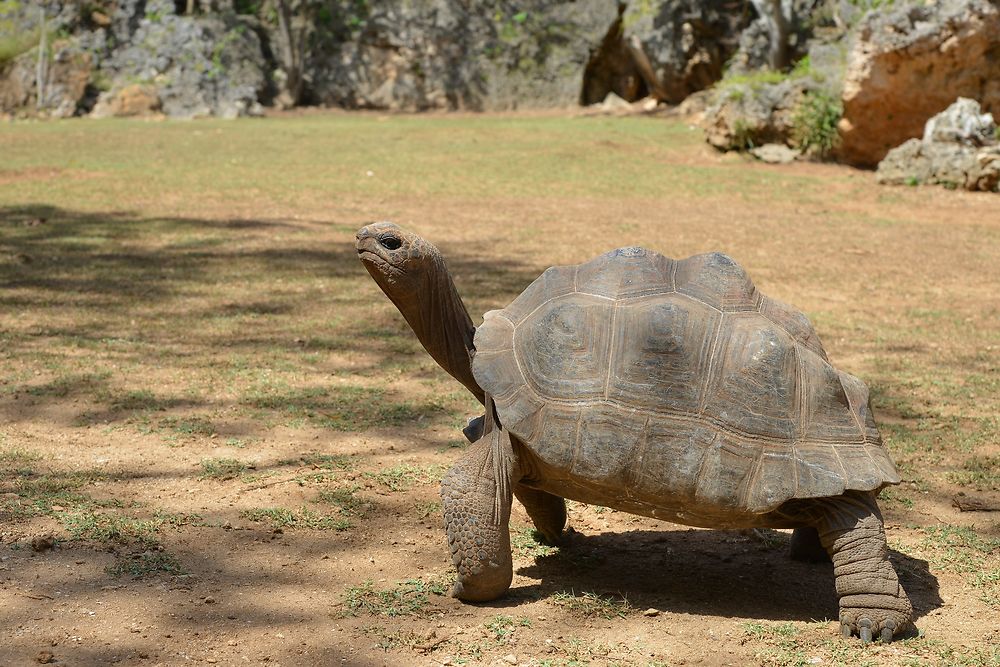 Tortue Aldabra, réserve François Leguat 