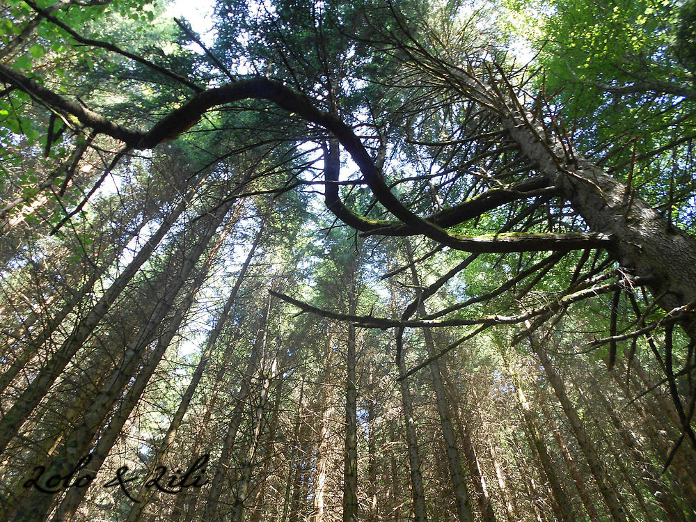 A l'ombre de la forêt