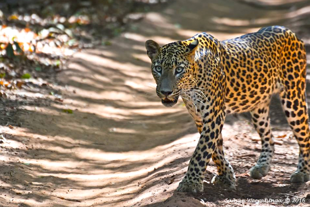 Yala National Park