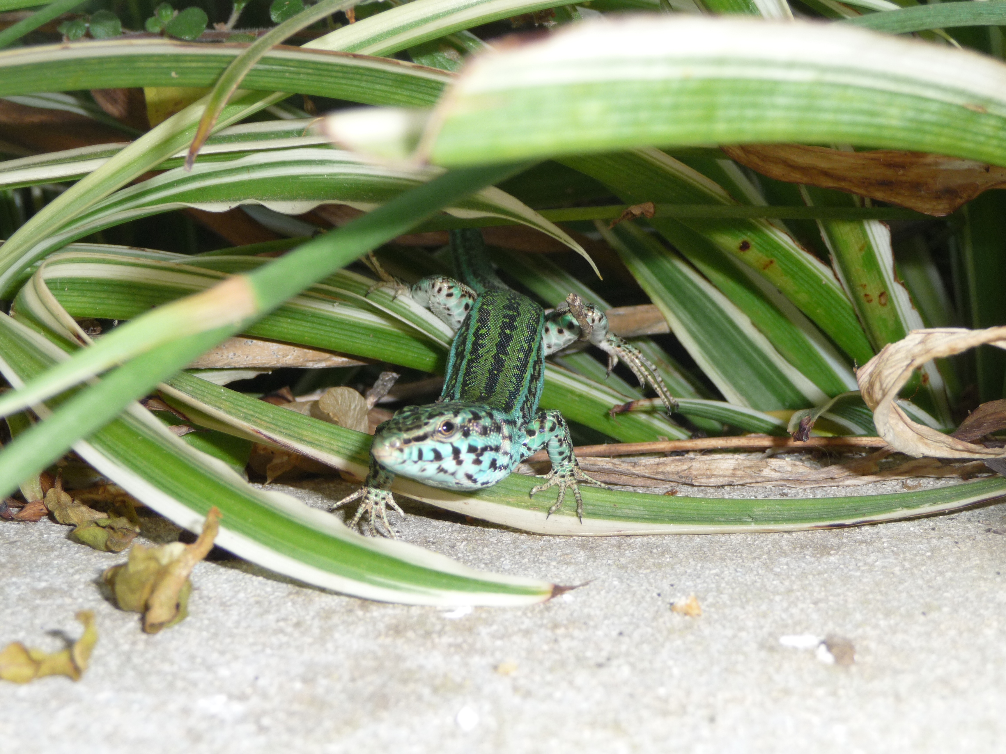 Un lézard à Formentera Un lézard à Formentera