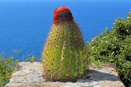 Cactus à Antigua