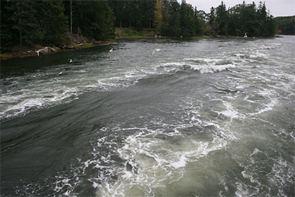 Reversing Falls