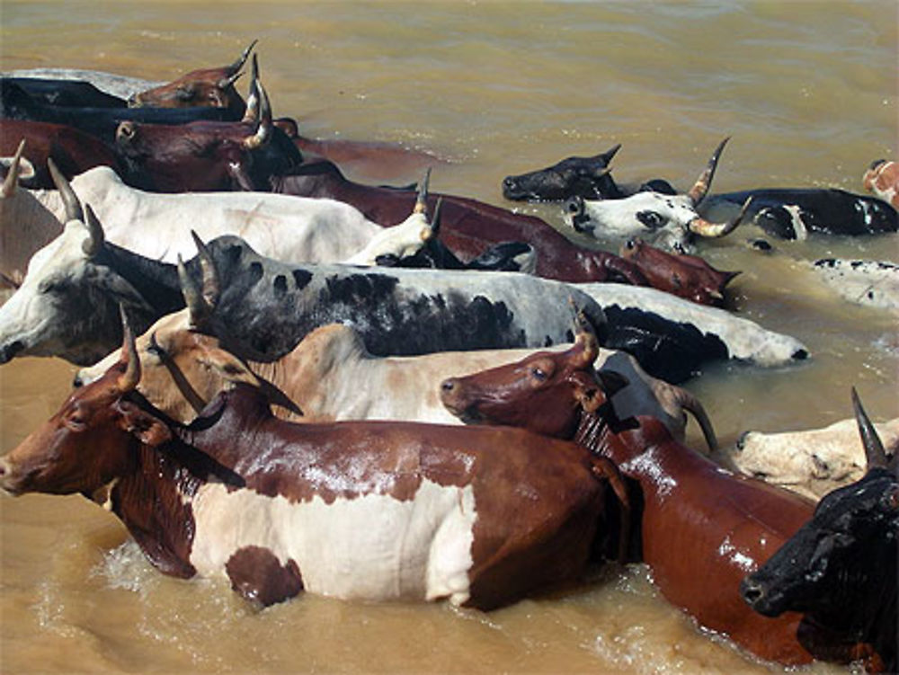 Troupeau traversant le Niger