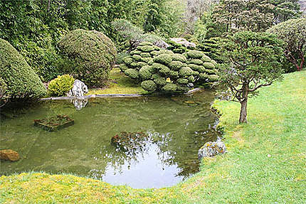 Japanese Garden- Bonzai