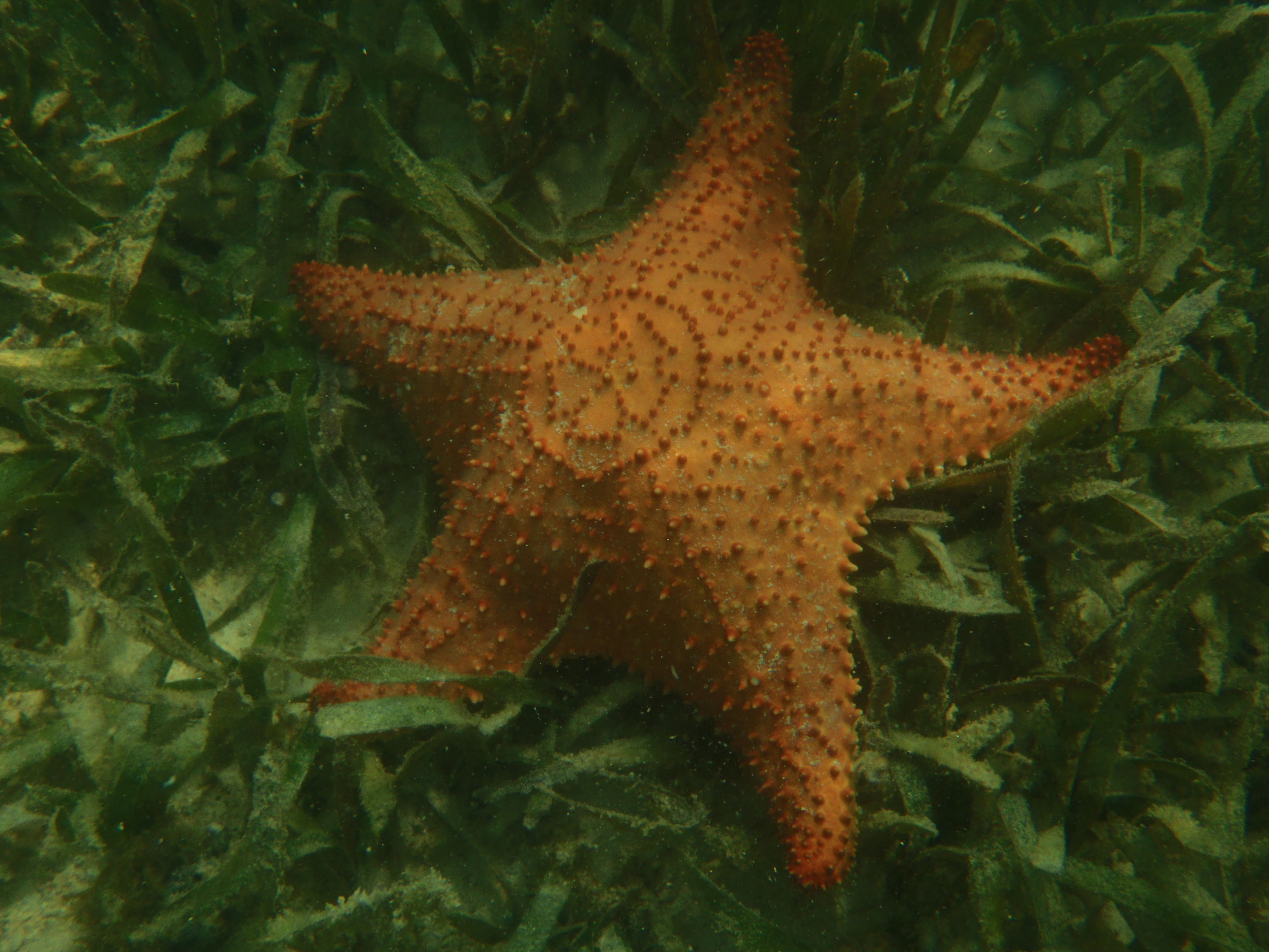 Ile Contoy - étoile de mer