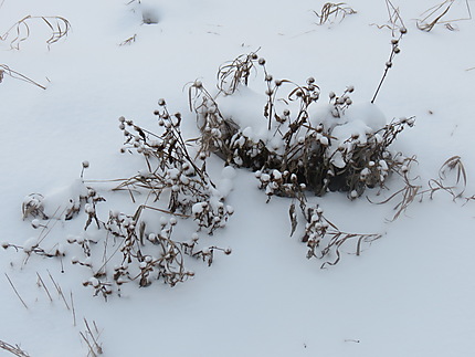 Chardons en hiver à Mont-Joli