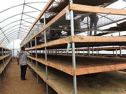 Matagalpa - Récolte du café