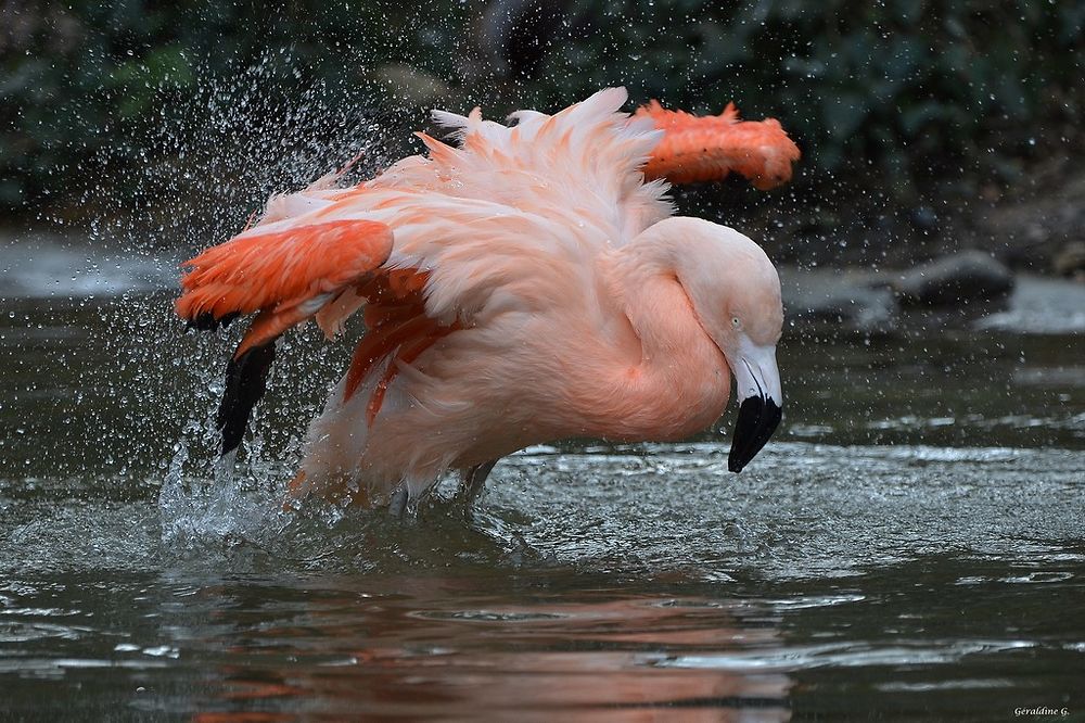 Flamant rose