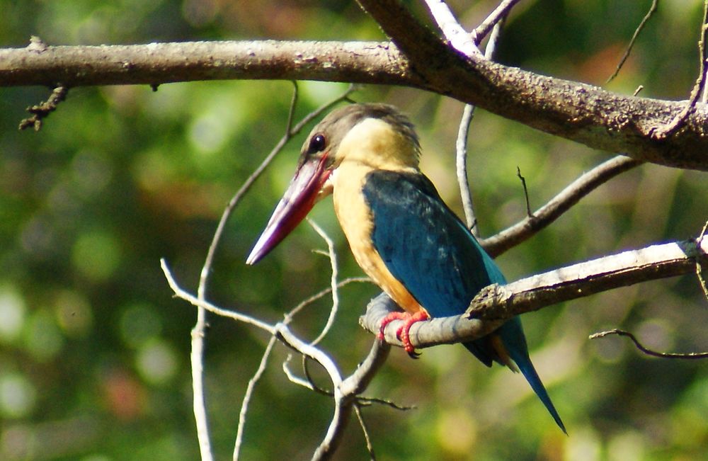 Martin-pêcheur, parc de Horton Plains