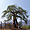 Baobab géant dans le Mpumalanga