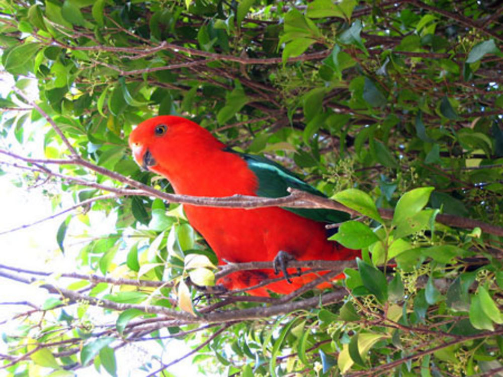 Oiseau du Lamington National Park