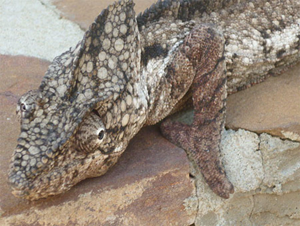 Gros plan de caméléon 