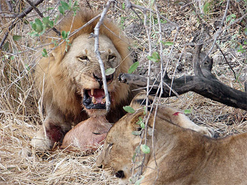 Lion dévorant une gazelle