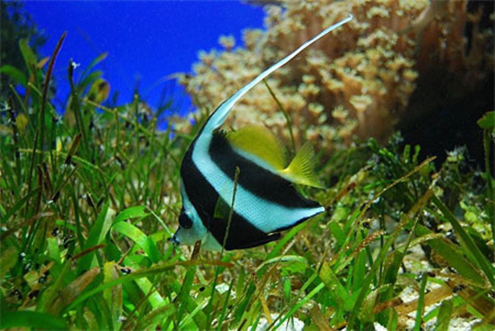 À l'Aquarium de Nouméa