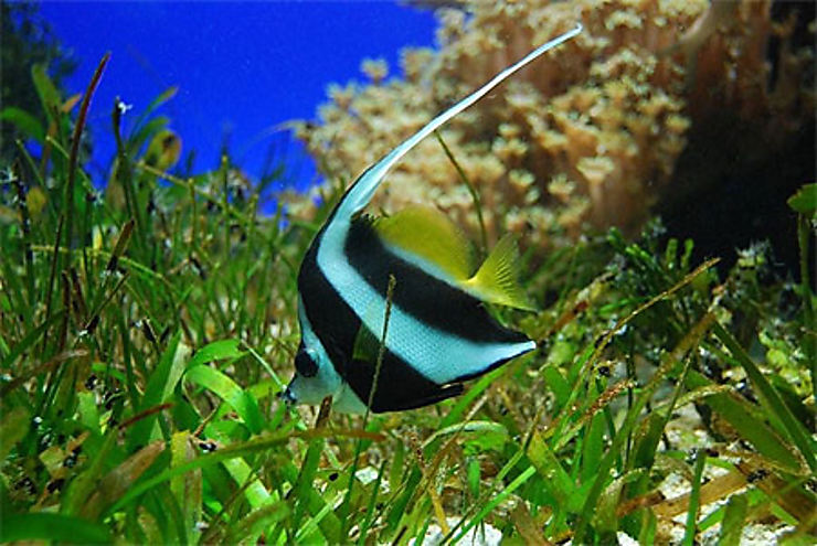 Aquarium de Nouméa - David Lesage