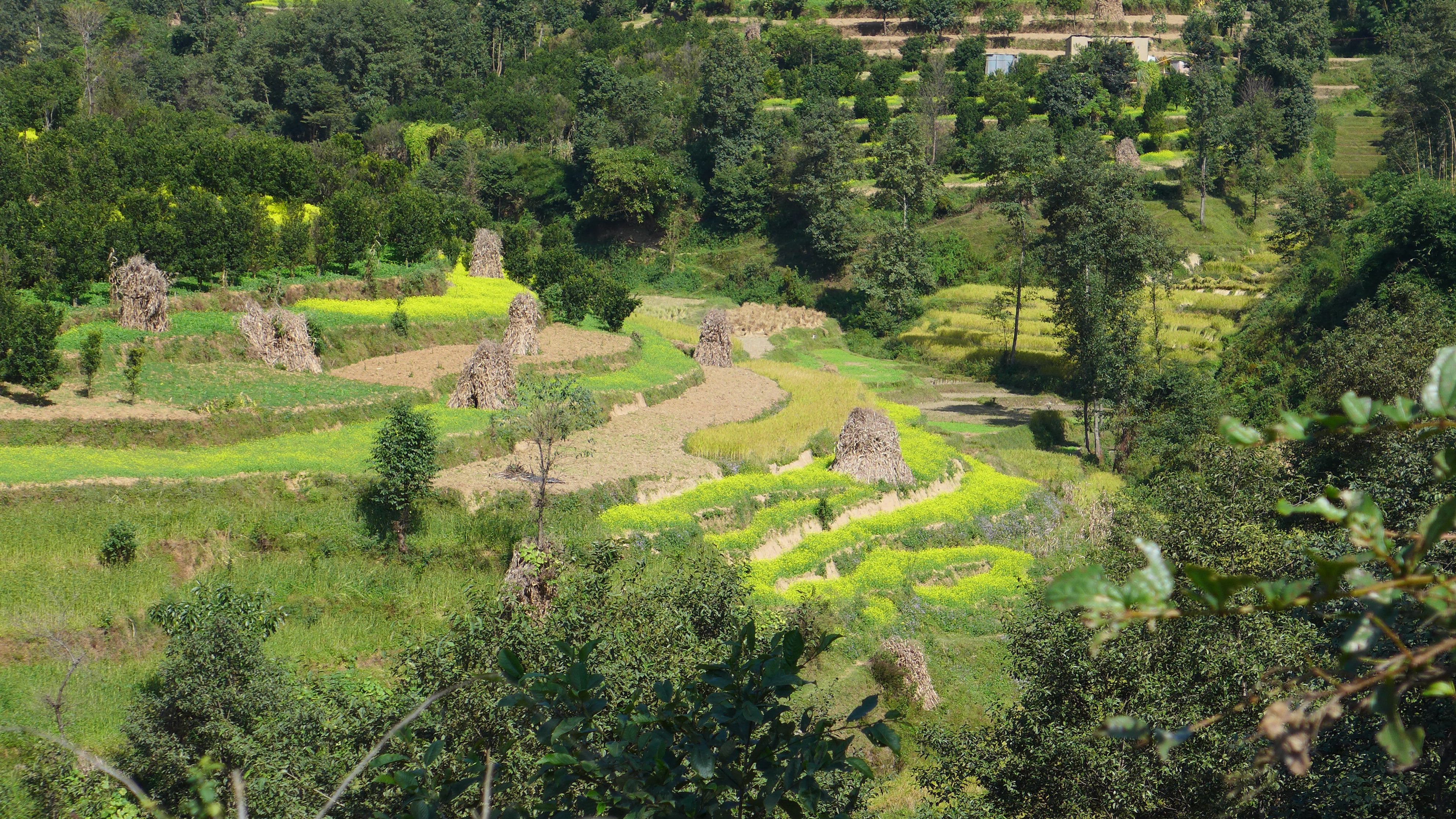 Dans les campagnes de la vallée de Katmandou