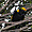 Oiseau du Lamington National Park