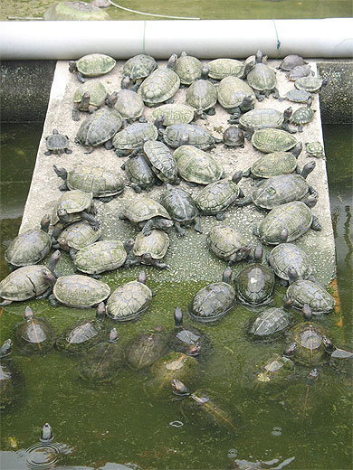 Tortues de l'"Etang de libération" Tortues de l'"Etang de libération"