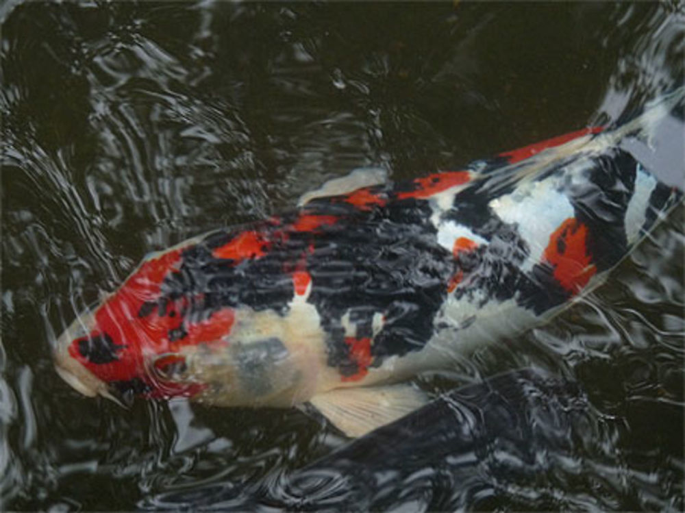 Poisson à Beppu