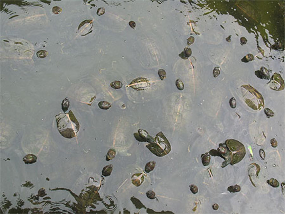 Tortues de l'&quot;Etang de libération&quot;