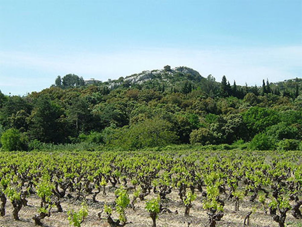 Terre du Premier rosé de France