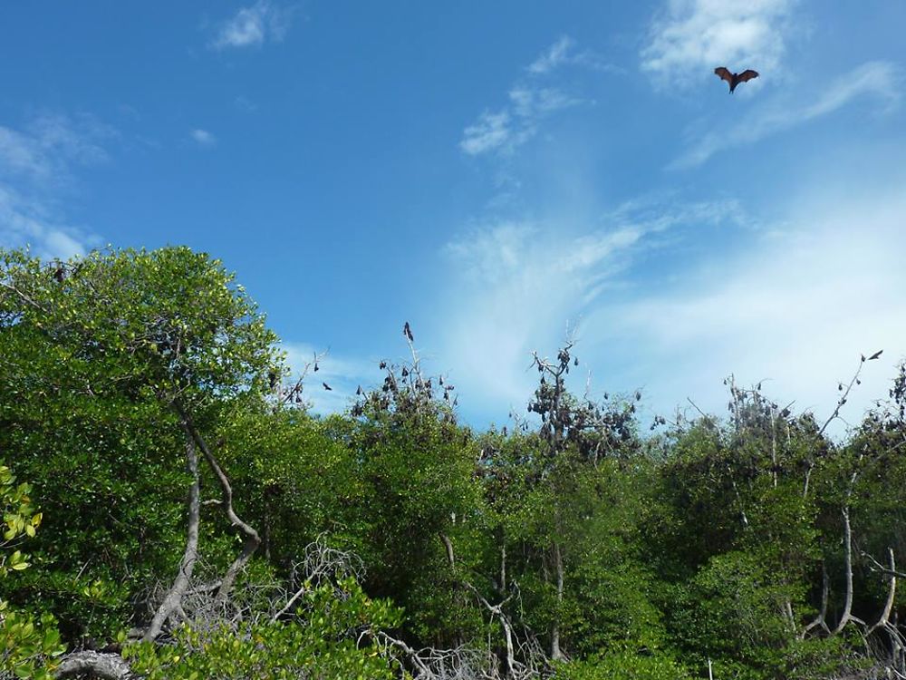 L'île aux chauves-souris géantes