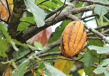 Fruit de Cacao