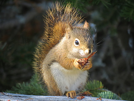 Écureuil à Métis