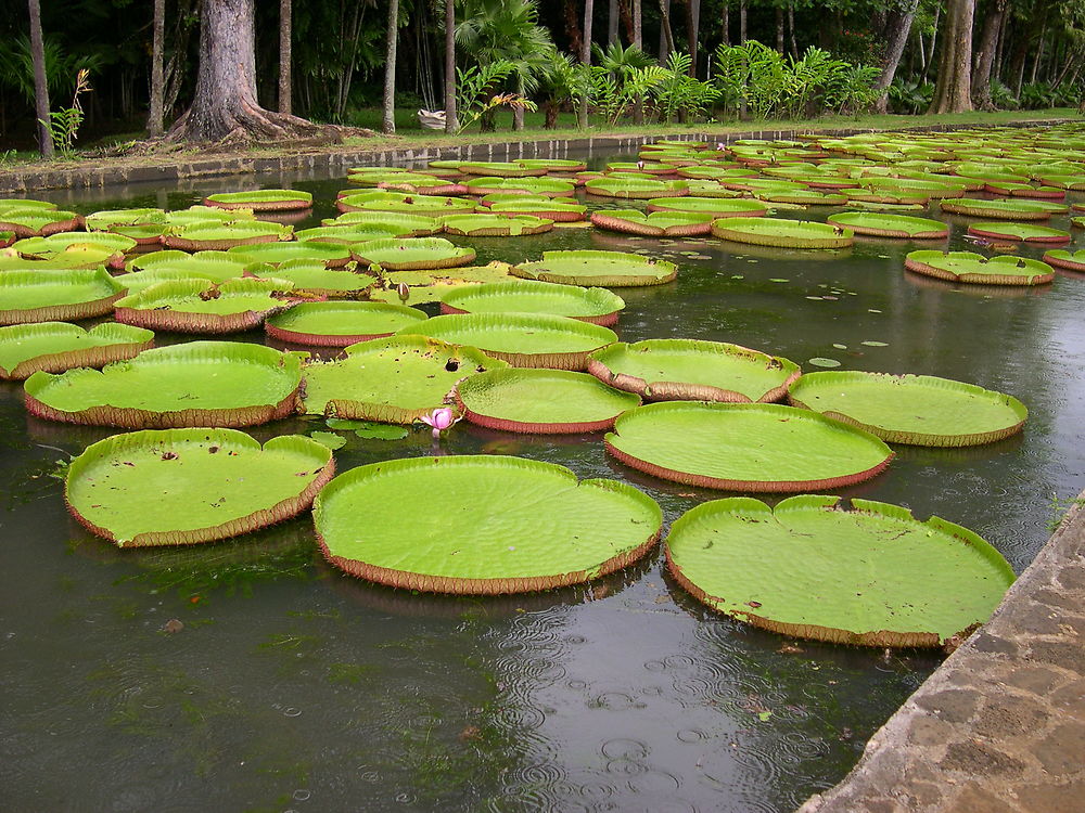 Nénuphars géants à l'Île Maurice 