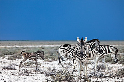 Zebras sur zebras