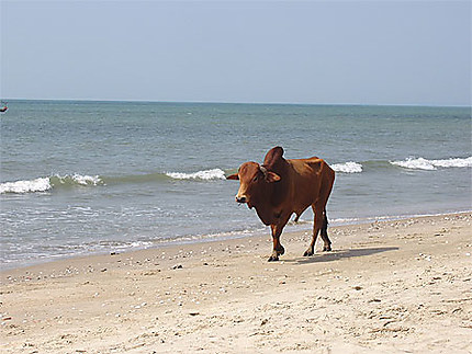 Vache à la plage