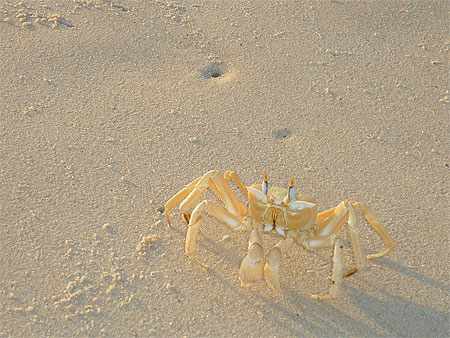 Crabe Crabe