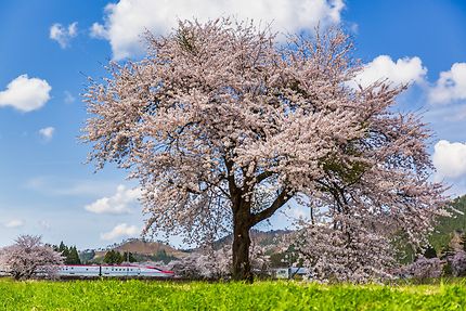 Voyage - Tohoku, la région privilégiée pour voir les cerisiers en fleurs au Japon