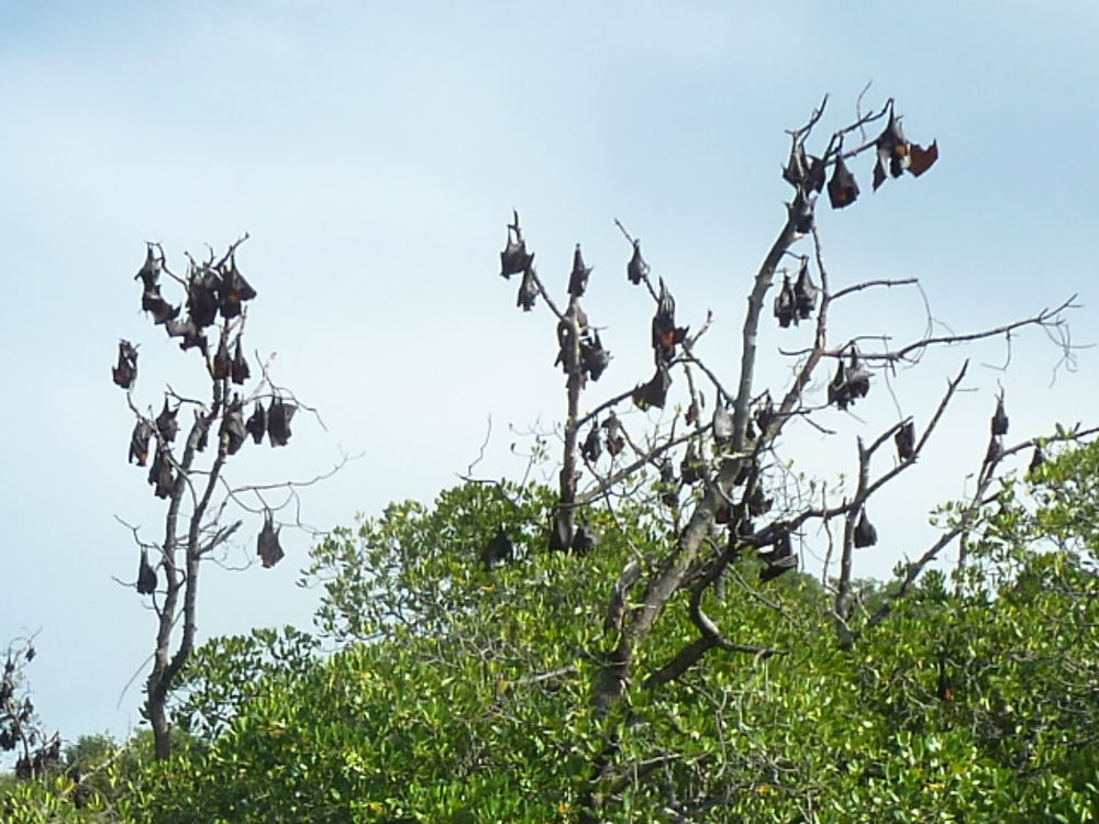 L'île aux chauves-souris géantes