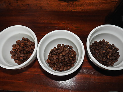 Dégustation à Matagalpa - Récolte du café