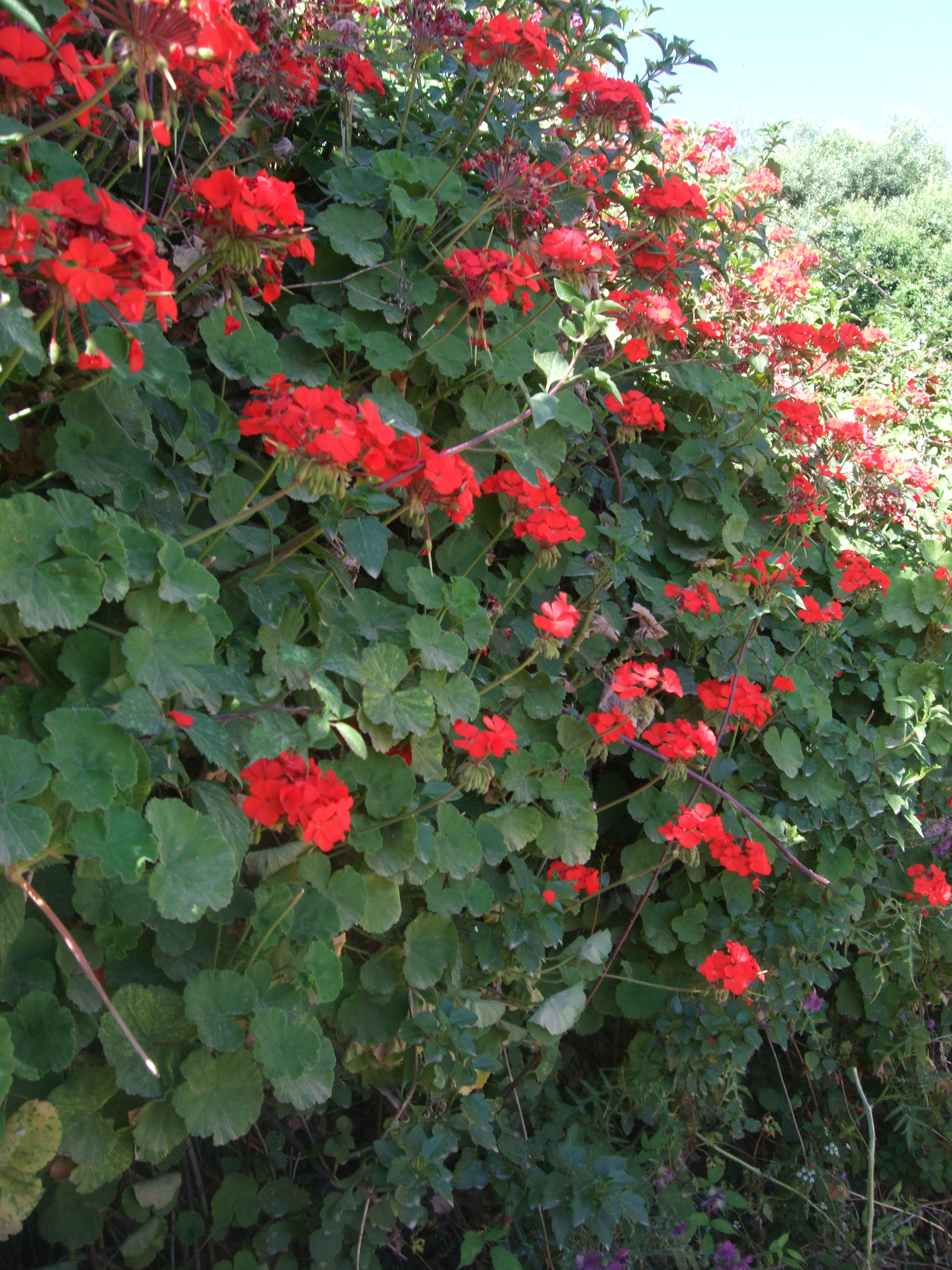 Fleur : Fleurs : Kabylie : Côte algérienne : Algérie : Routard.com