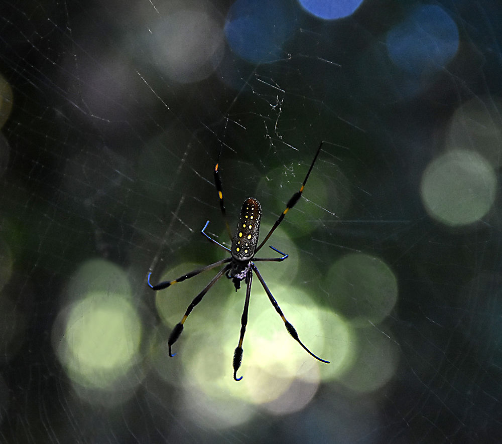 Araignée tropicale