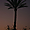 Un palmier (Al Ain zoo)