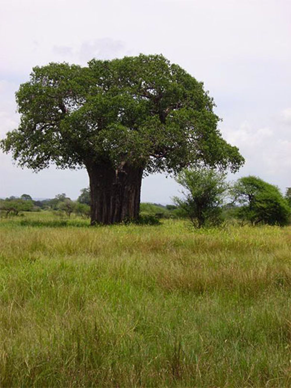 Baobab