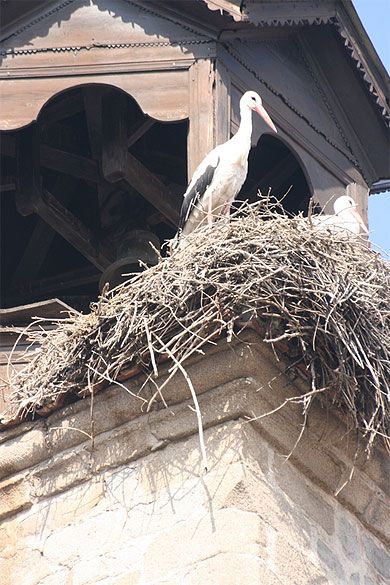 Cigognes Cigognes