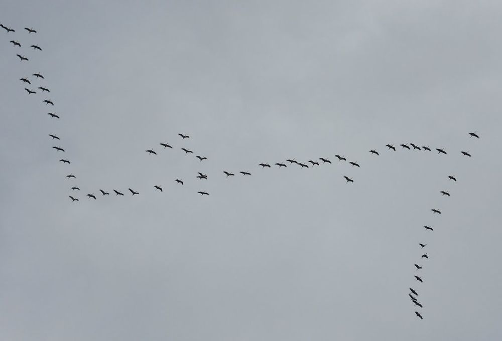 Vol de Grue cendrée
