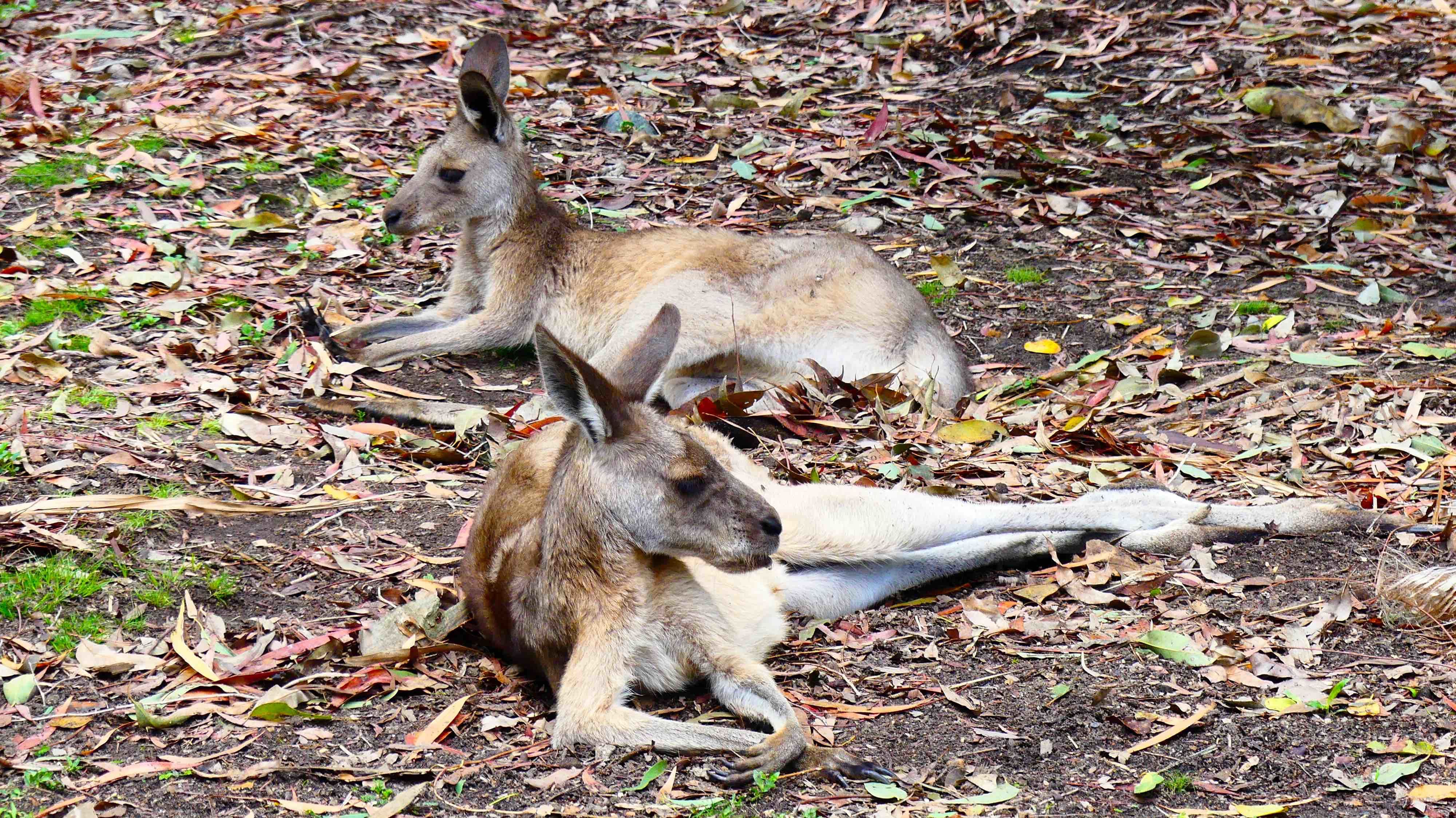 Kangourous - Botanic Garden de Rockhampton