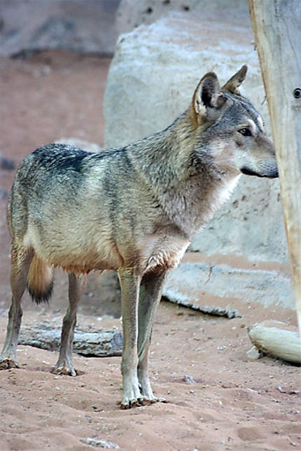 Le loup d'Arabie (Al Ain zoo)