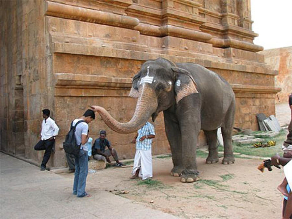 Bénédiction de l'Eléphant