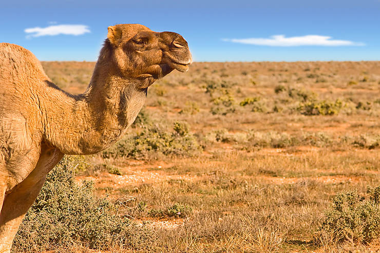 Lasseters Camel Cup à Alice Springs