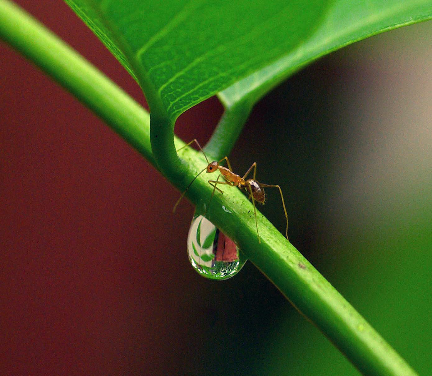 La fourmi d'Inde, macro La fourmi d'Inde, macro