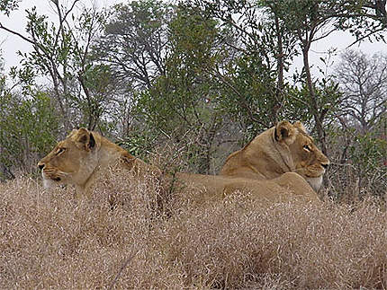 Lionnes à l'affût orientées dos à dos